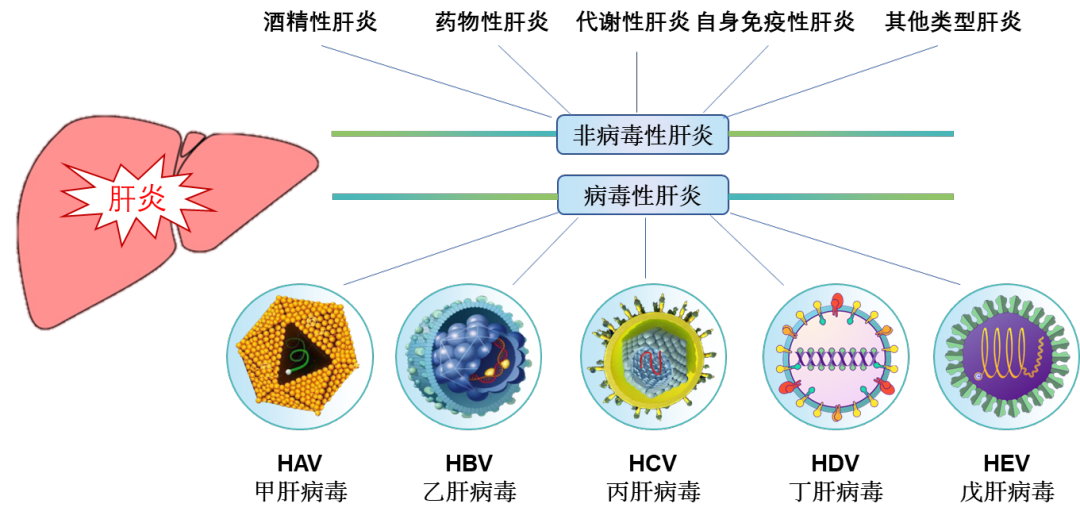 肝炎的种类.png 肝炎的种类.png